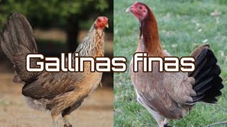 Gallinas para cría gallinas finas puras Cual Linea es tu favorita?15 mejores lotes de gallinas finas