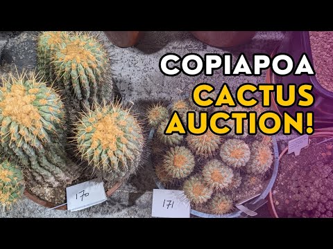 What can I buy for £100 at a copiapoa cactus auction?