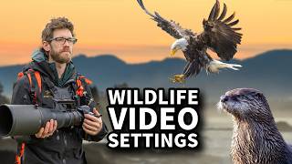 Wildlife Video Settings for Nikon Z9 & Z8 – Step by Step How I Film for YouTube