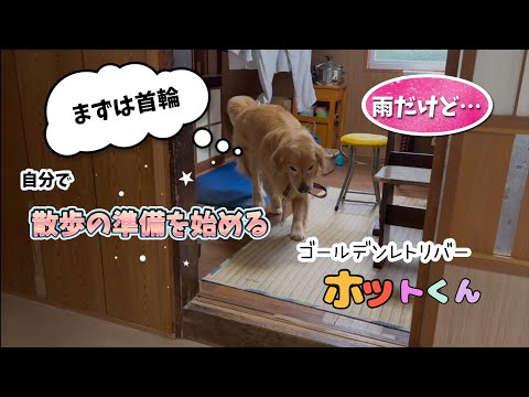 【ゴールデンの魅力】散歩の準備を自分でする愛犬ホットくん