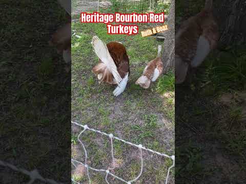 Heritage Bourbon Red Turkeys | New Members On The Homestead