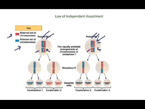 Mendels Laws