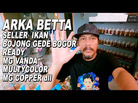 PENJUAL IKAN BETTA DI BOJONG GEDE BOGOR