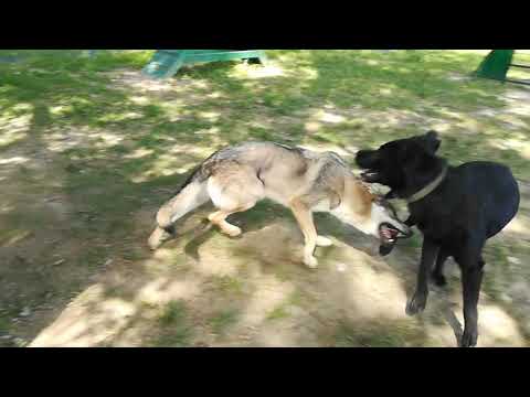 Czechoslovakian Wolfdog "APOLÓNIA Ozvena hôr" vs Labrador "Brundo"