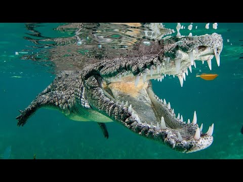 Facts: The American Crocodile