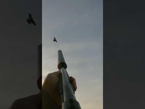 .410 Hushpower Single Shot Pigeon Decoying Over OSR