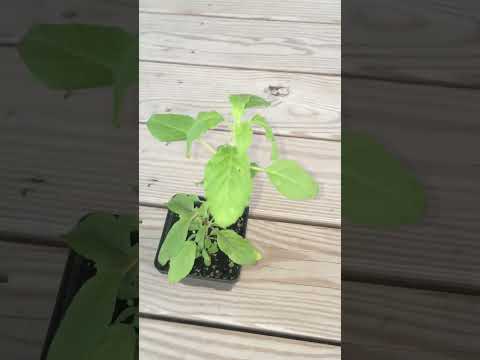 Tulsi plant that I bought from my local Indian grocery store for $5 !!