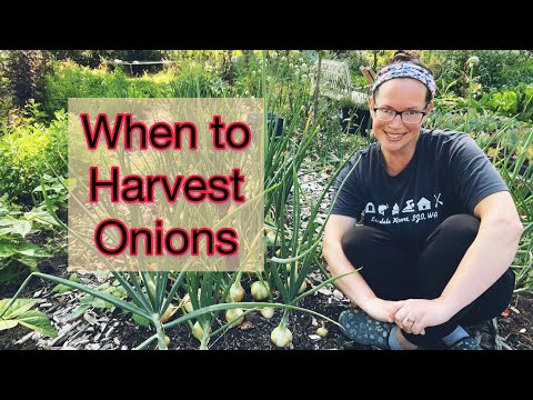 Harvesting Onions & Summer Onion Seeding | PNW Zone 8b