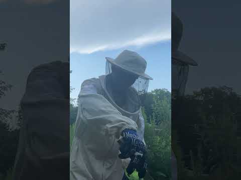 Instant regret when beekeeping