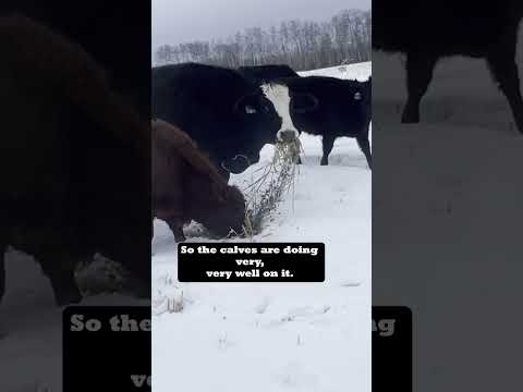 Cattle really graze in winter? They can in Canada! - watch the full conversation now in HD!