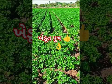 ખેડૂત🌿 #kheti #ખેડૂતસપોર્ટ #khiladi #kisan #farming #khedut #trending #musicgenre #ખેડૂત #shorts