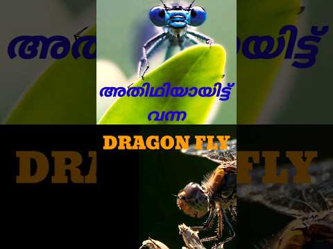 DRAGON FLY യെ അറിയുമോ? ഇതാണ് ആ അതിഥി #shorts #shortsfeed #shortsvideo