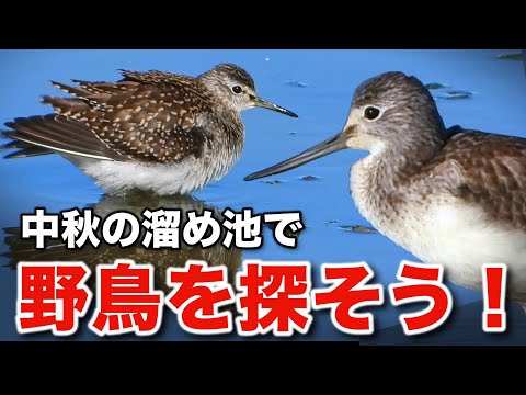 渡り鳥のシーズン到来！水辺に集う野鳥を観察してみよう！