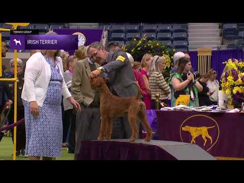 Irish Terriers | Breed Judging 2024