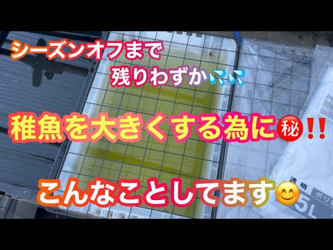 (メダカ)10月も終わり！稚魚を大きくするのに㊙️こんなことしてます．温度は大事‼️