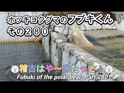 ホッキョクグマのフブキくん（２８０）🐻‍❄️稽古はや～めたっと！🐻‍❄️（東山動植物園）Fubuki of the polar bear Part 280