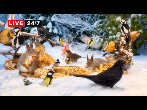 🔴24/7 LIVE CAT TV NO ADS 😺Pretty BIRDS & Precious SQUIRRELS at Winter Wonderland Snow Party