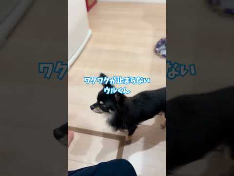 チワワがもらったのは…？大興奮のルンルンチワワくん🐶♪ #チワワ #dog #chihuahua #犬