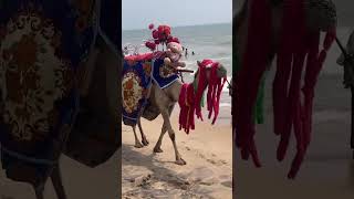 Love,#life,#travel ,#india,#camel,#puri