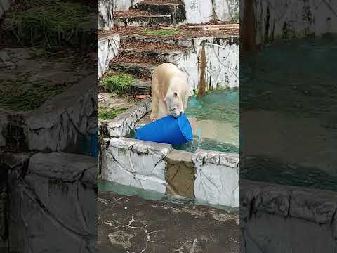 きょうも大暴れ名古屋の元気なホッキョクグマ  #東山動植物園 #ホッキョクグマ