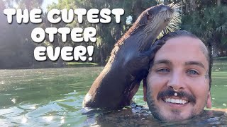 Swimming with @ChandlersWildLife  ADORABLE OTTER!