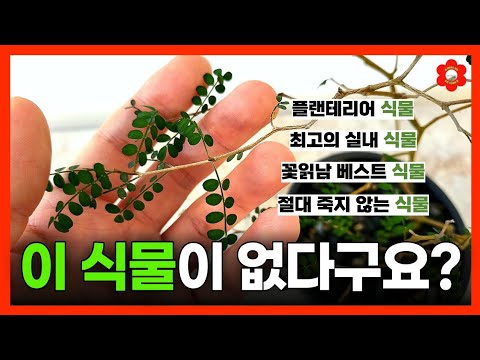 [식물의 정석] 최고의 실내식물 "마오리소포라", 이렇게 하면 절대 시들지 않아요💚ㅣ소포라 잎 크게 키우는 방법ㅣ#플랜테리어 #식물추천🌿ㅣep.1