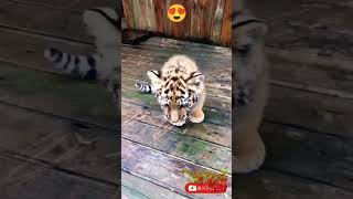 Tiger Cute roar | Little Cute 🐯🥰❤️#shorts #short #viral 📈⚡️📉