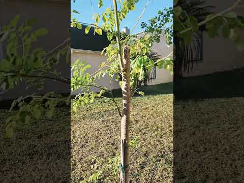 Moringa tree in Florida #moringa