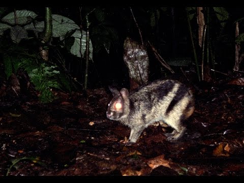 Elusive Sumatran rabbit caught on film