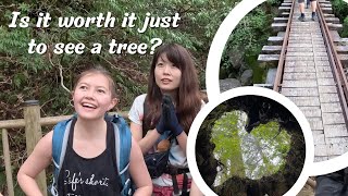 Conquering Yakushima Jomonsugi, Japan's Legendary Tree