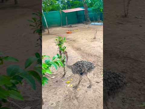 😳ऑस्ट्रिच के बच्चे 😂मैसूर जू ostrich at mysore zoo #youtubeshorts #viral #shorts#mysore #ooty