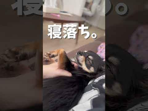 寝落ち#チワワ #dog #chihuahua #犬 #チワワのウルくん