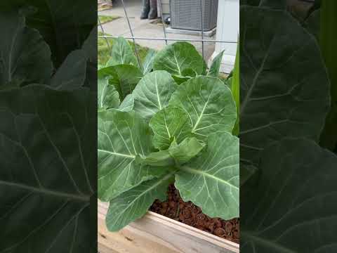 Growing Early Jersey Wakefield Cabbage  #garden #urbangardeners  #growingvegetables