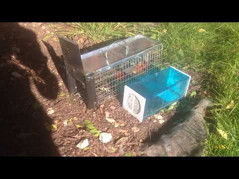 Squirrel Havahart Trap VS  Vensmime Trap