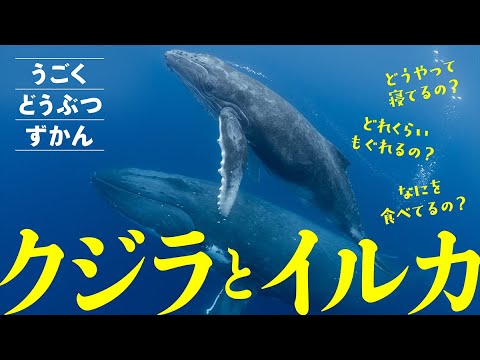 【海の生き物】うごくずかん・海の生物〜クジラとイルカ〜