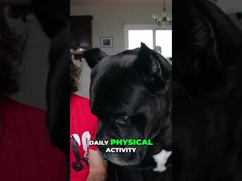 Cane Corso The Athletic Mastiff