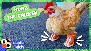 Tiny Chicken Loves His Tiny Shoes | Dodo Kids