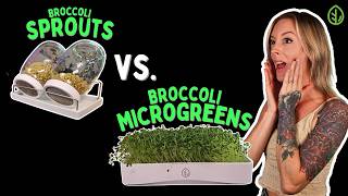 Growing Broccoli: Sprouts vs. Microgreens – A Complete Comparison