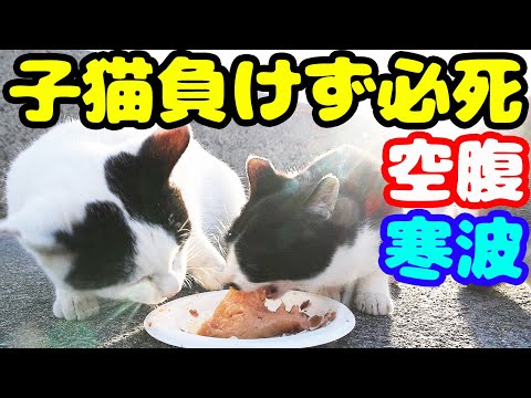 子猫 空腹 寒波に負けず必死に食らいつく ありがとう 日々感謝