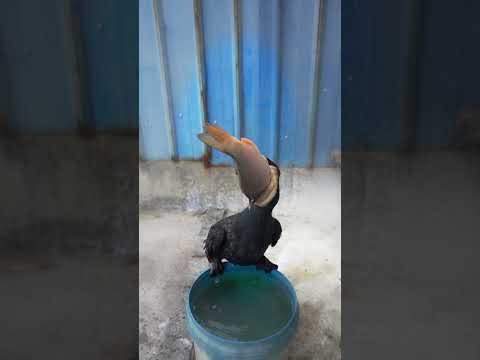 Cormorant swallows fish bigger than its head