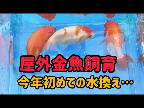 [金魚]　冬眠明けの金魚達　無事に冬越せたのか…　★にたった金魚はいたのか…#goIdfIsh