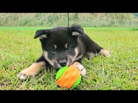 ちょっとだけ独占欲がある柴仔犬