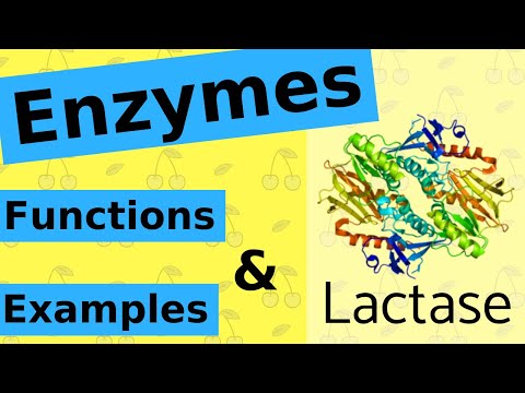 What are Enzymes & How Do They Work?