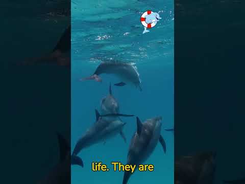 The Playful World of Dolphins #animalfacts #nature