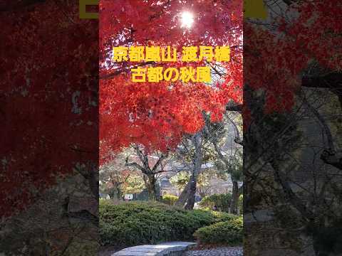 京都嵐山 渡月橋 古都の秋風(FUJITA TRIAL)2024 #music #song #kyoto #嵐山 #渡月橋