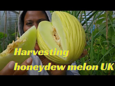 Harvesting Honeydew Melon - UK