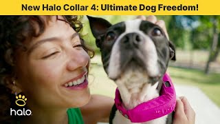 New Halo Collar 4: The Ultimate GPS Fence for Dog Safety & Freedom!