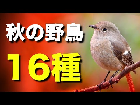 秋に見られる美しい野鳥たちを解説します！【初心者向け・鳴き声付き】