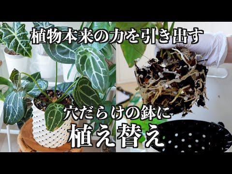 【新シリーズ始動】ゆるっと植え替えするだけの動画｜アンスリウム｜ルートプラスポット｜観葉・熱帯植物