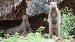 Life of a Ranger: Banded Mongoose